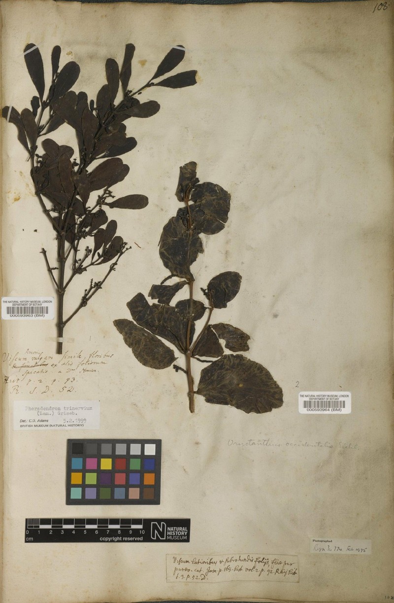 Oryctanthus occidentalis subsp. occidentalis