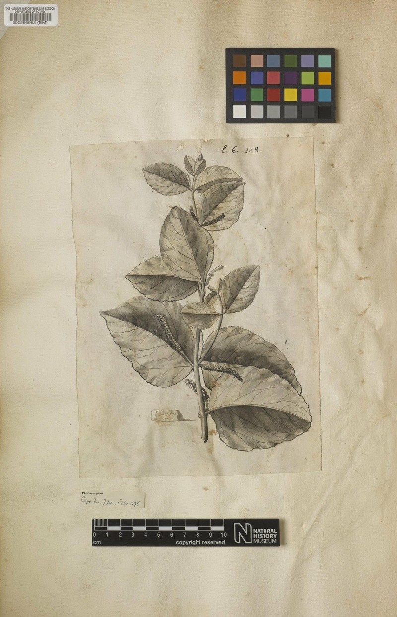 Oryctanthus occidentalis subsp. occidentalis photo 2