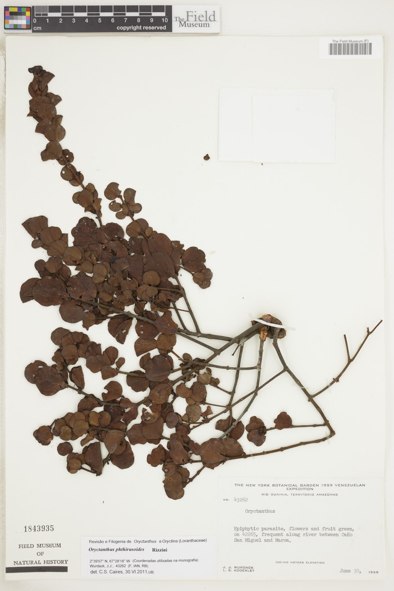 Oryctanthus phthirusoides