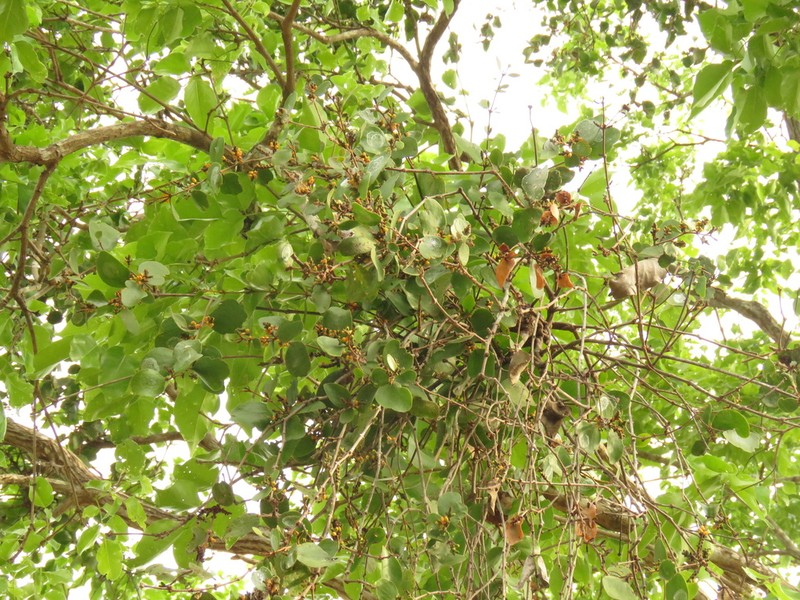 Oryctanthus spicatus