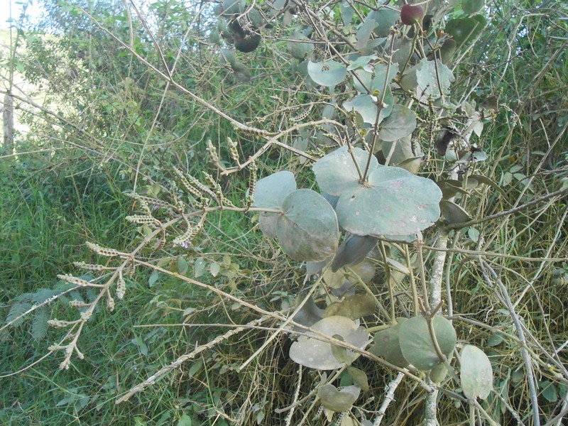 Oryctanthus spicatus photo 5