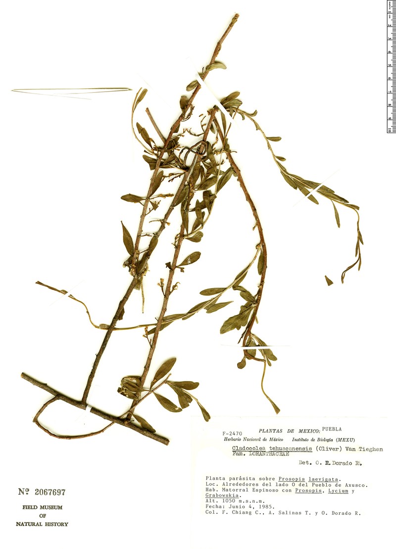 Oryctanthus tehuacanensis