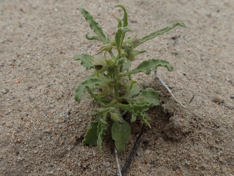 Nevada Oryctes