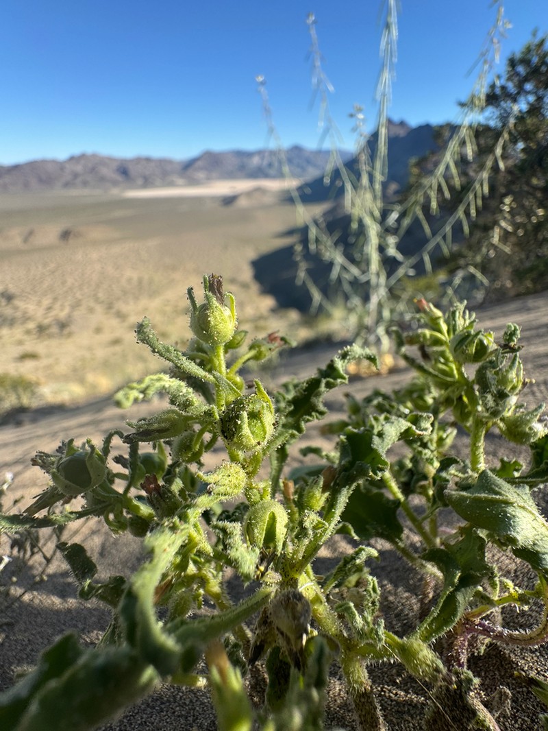 Nevada Oryctes photo 3