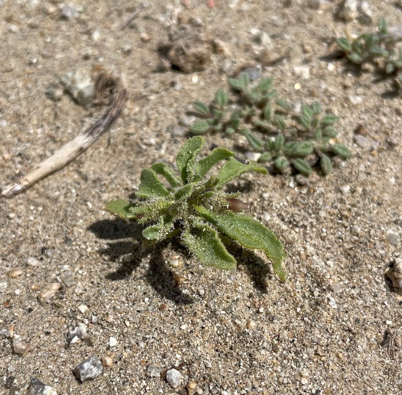 Nevada Oryctes photo 6