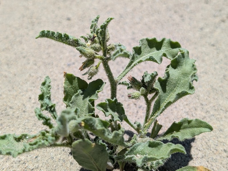 Nevada Oryctes photo 7