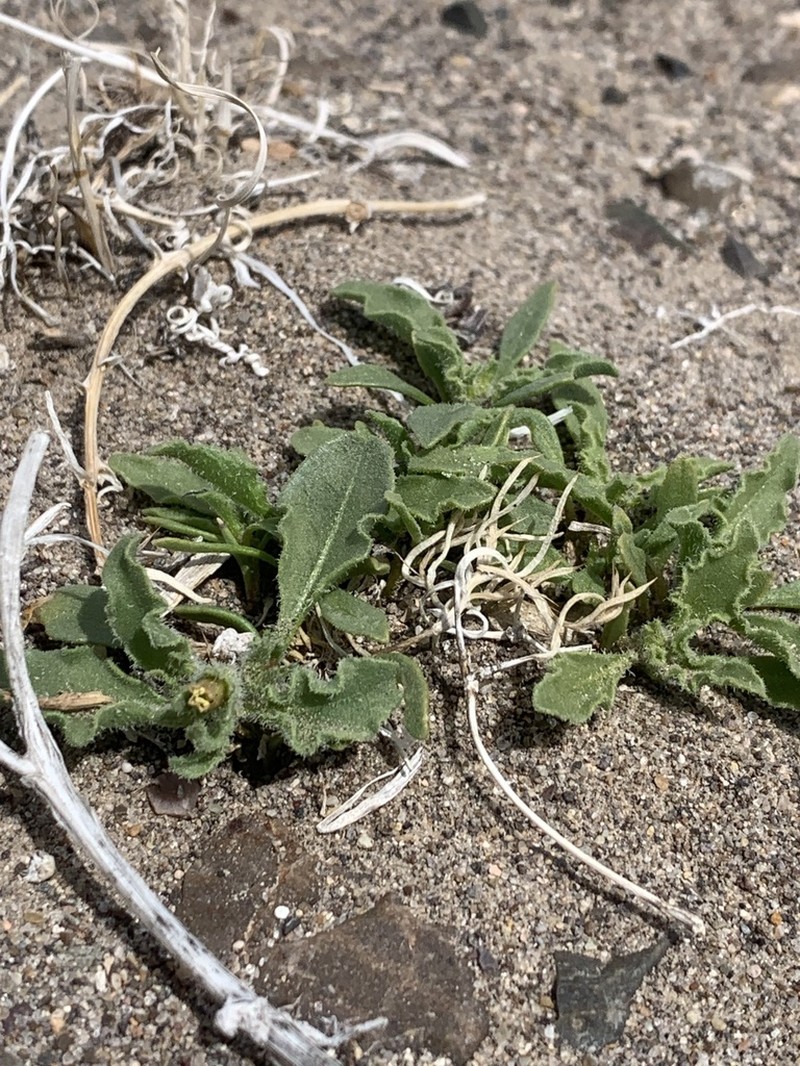Nevada Oryctes photo 8