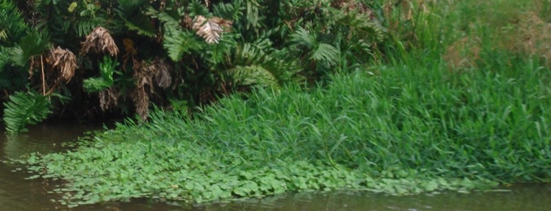 Broadleaf Rice