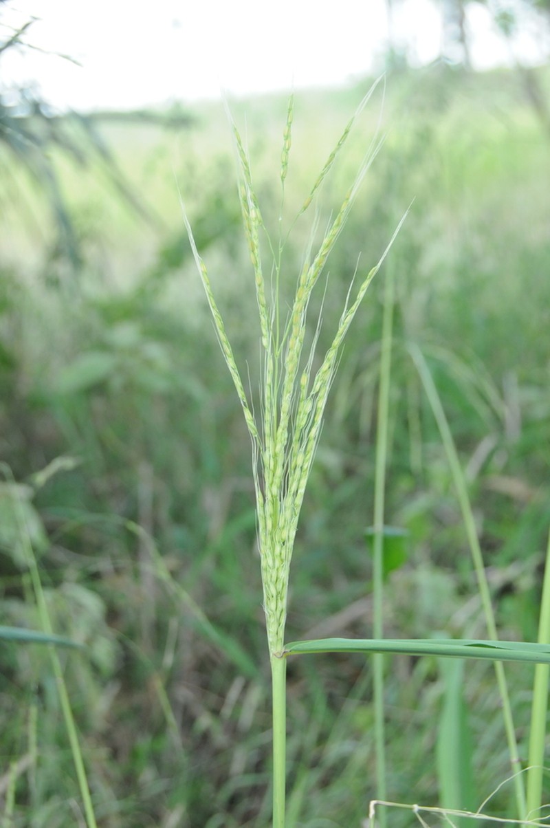 Broadleaf Rice photo 2