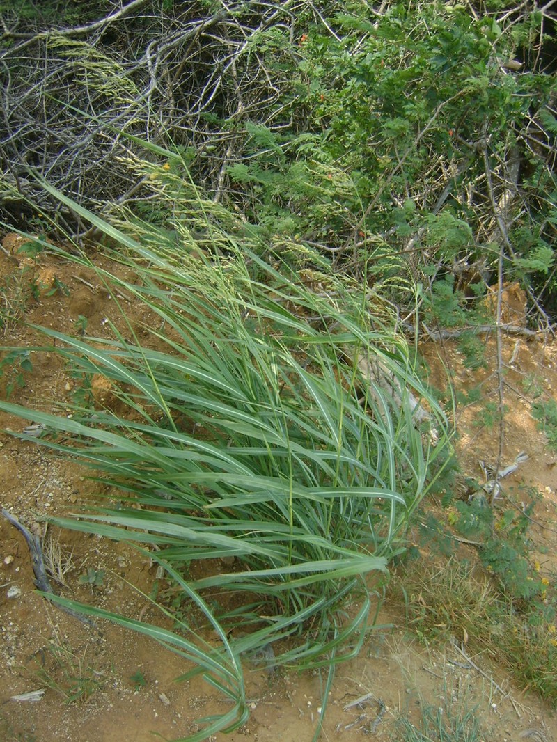 Broadleaf Rice photo 3