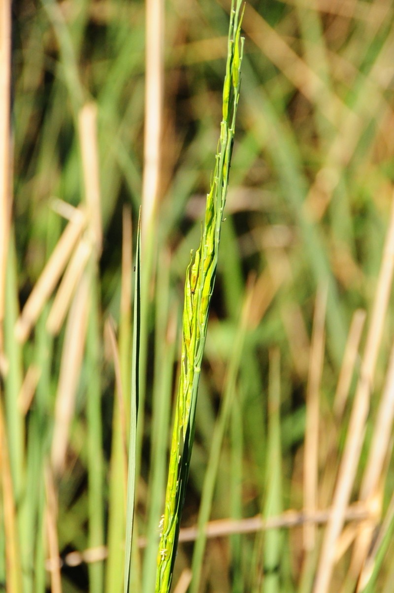 Broadleaf Rice photo 4