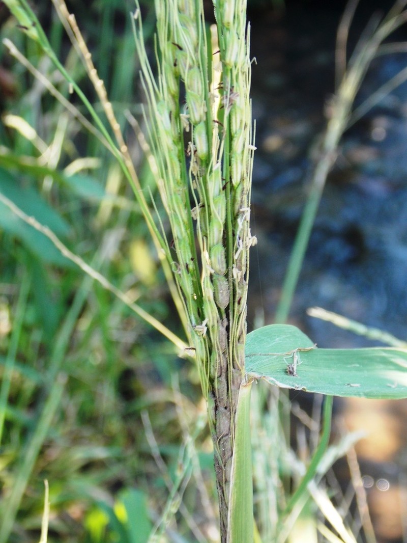 Broadleaf Rice photo 5