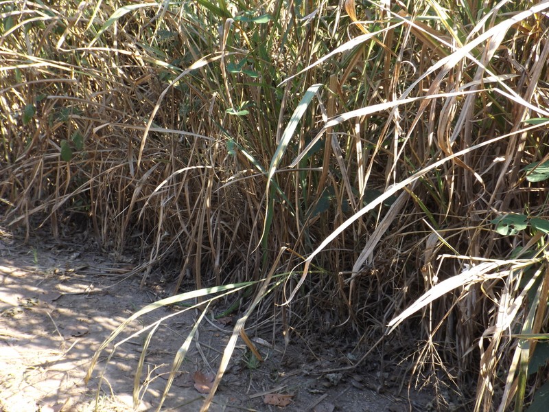 Broadleaf Rice photo 6