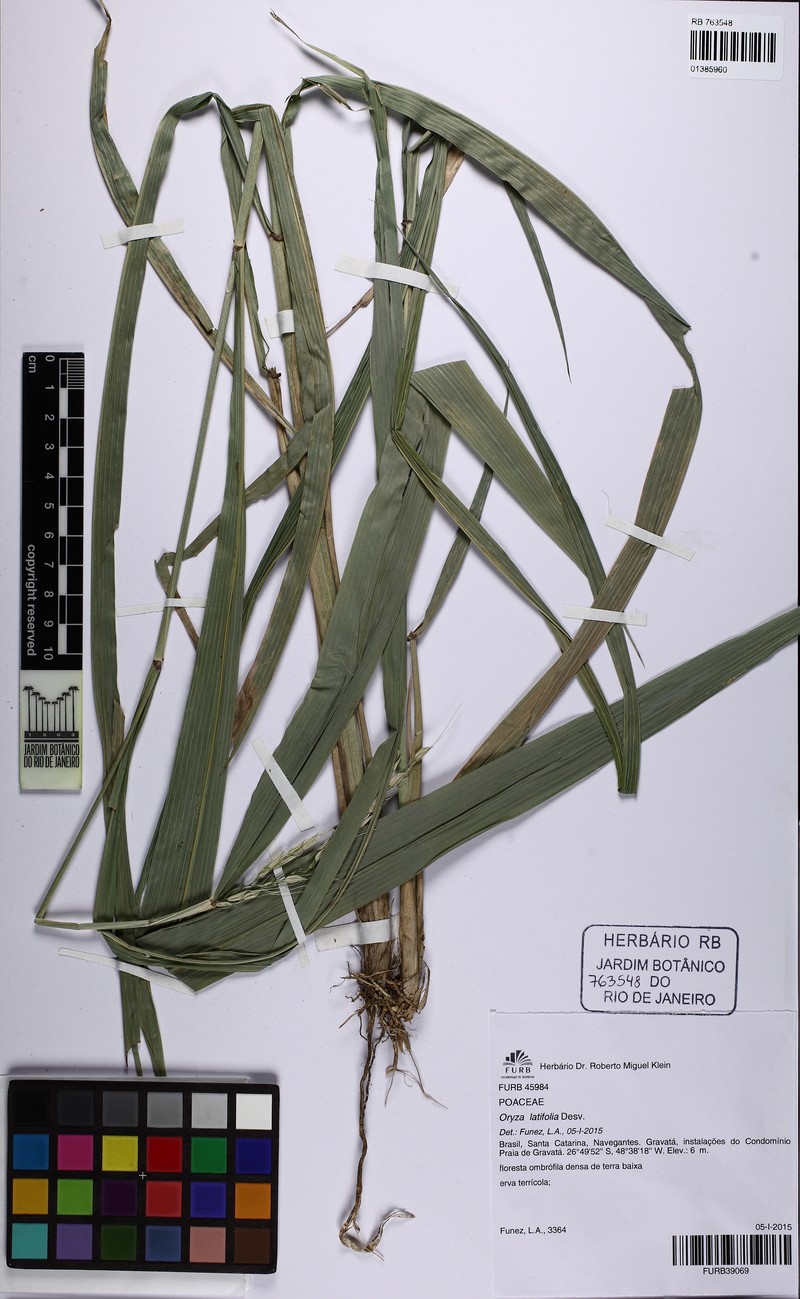 Broadleaf Rice photo 7