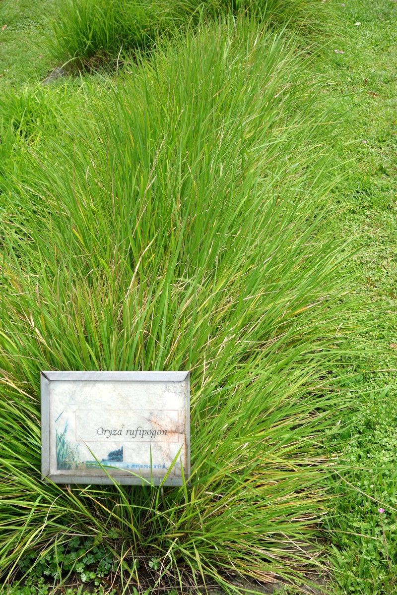 Brownbeard Rice photo 4