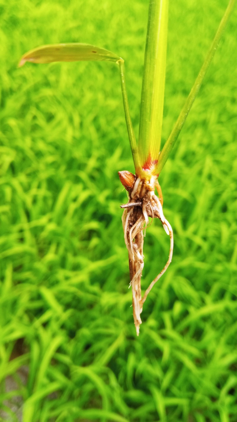Rice photo 2