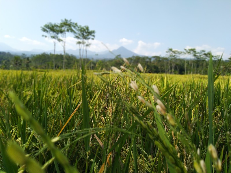 Rice photo 3
