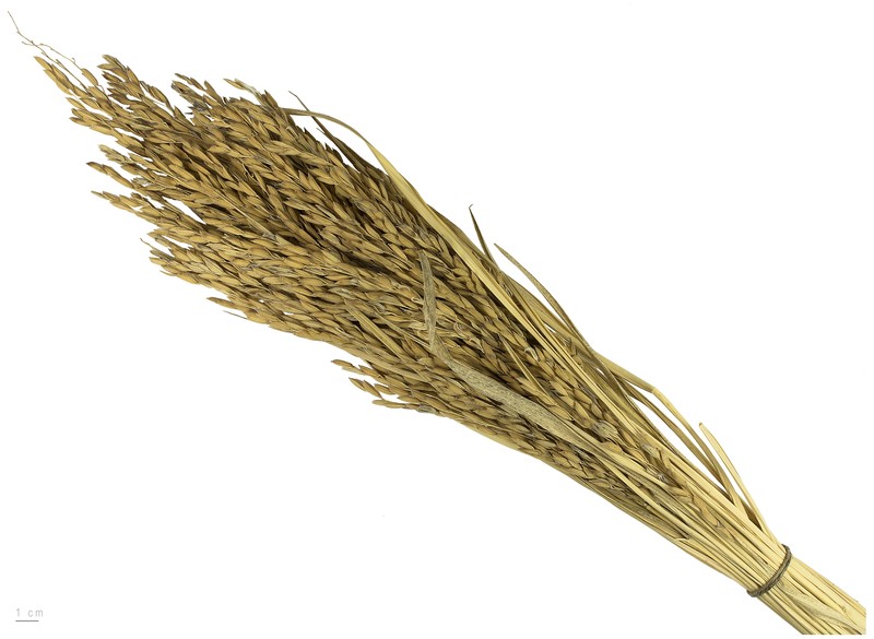 Rice photo 4