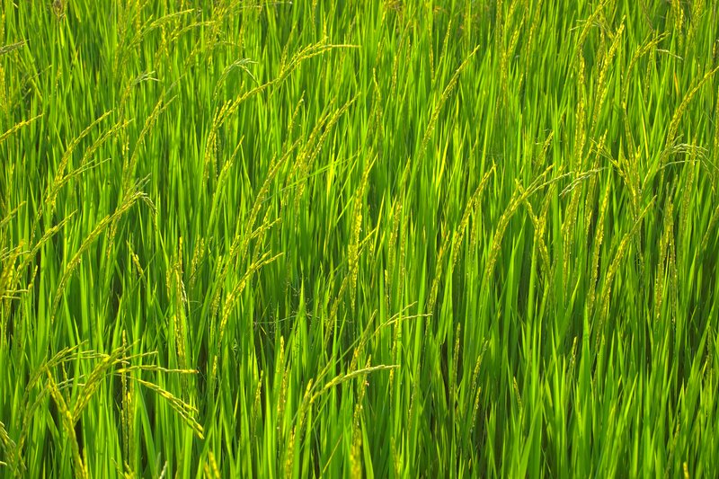 Rice photo 6