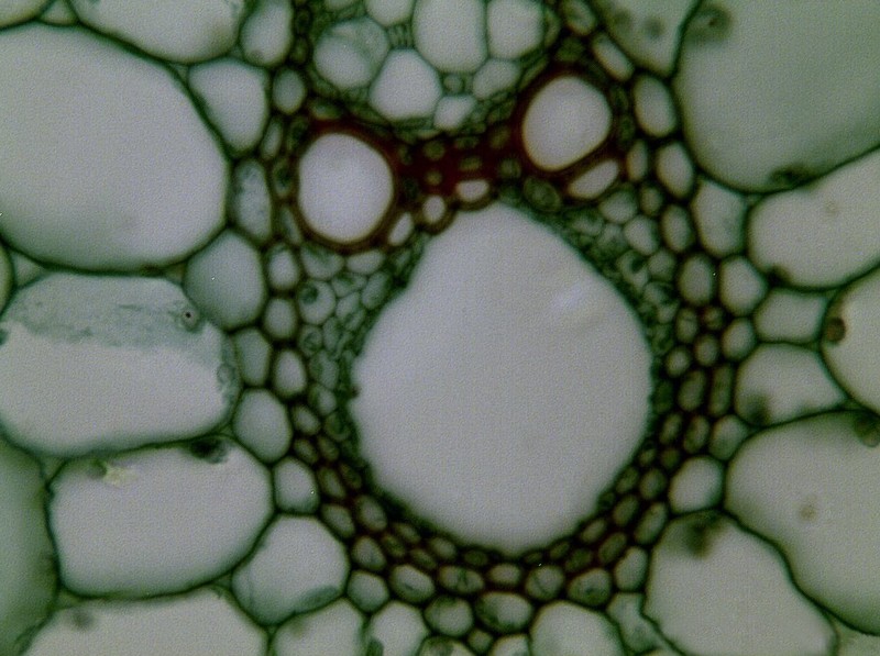 Rice photo 7