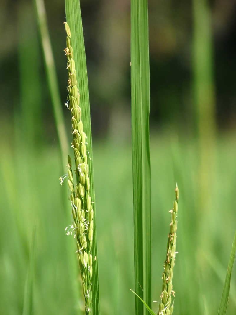Rice photo 8