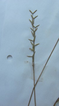 Roughleaf Ricegrass