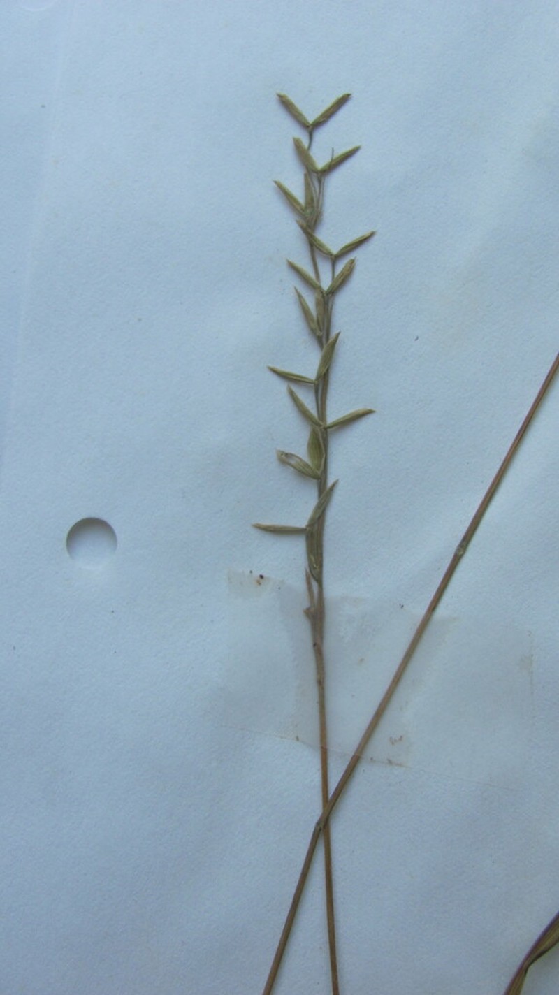 Roughleaf Ricegrass