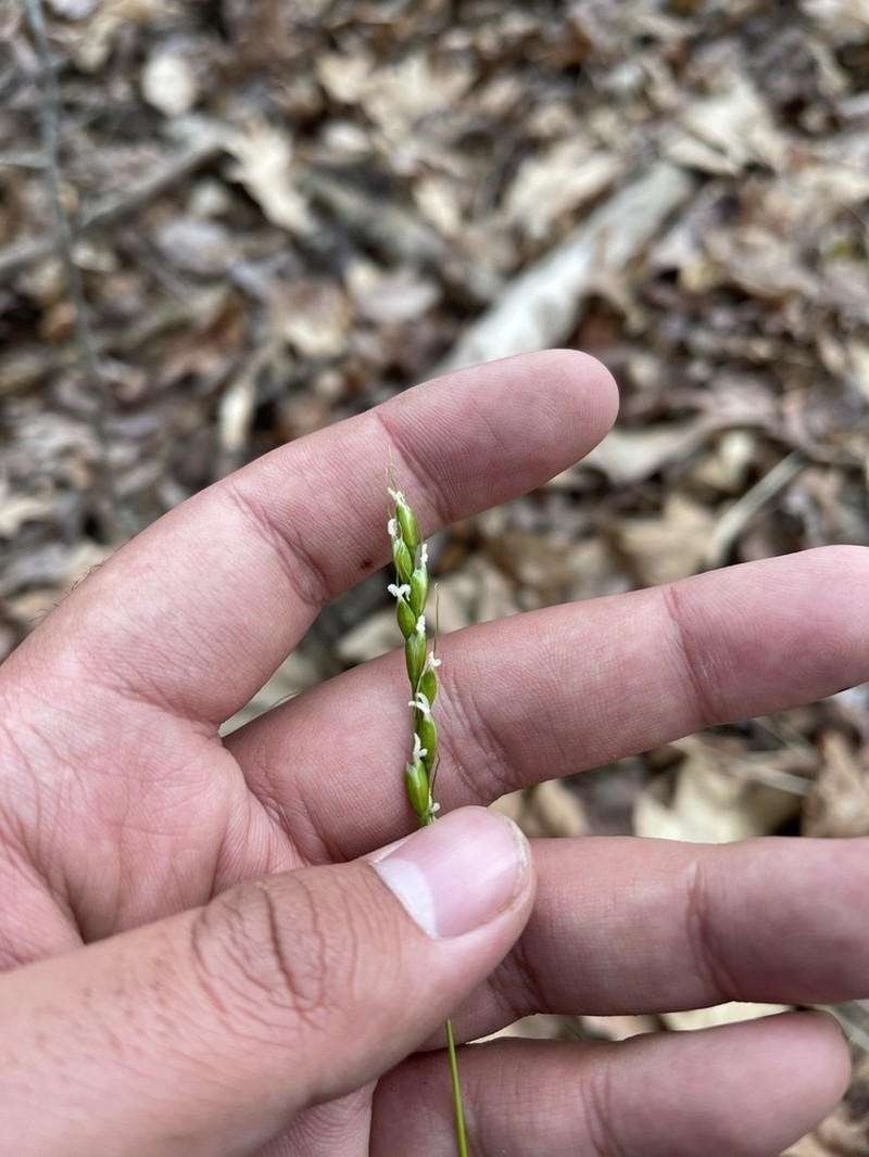 Roughleaf Ricegrass photo 2
