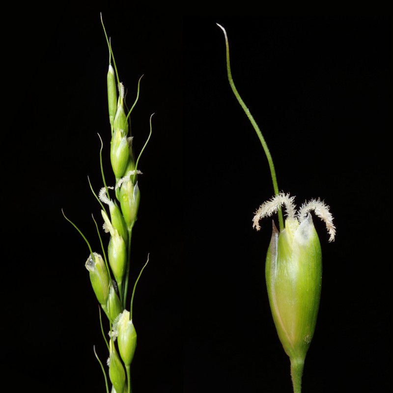 Roughleaf Ricegrass photo 3