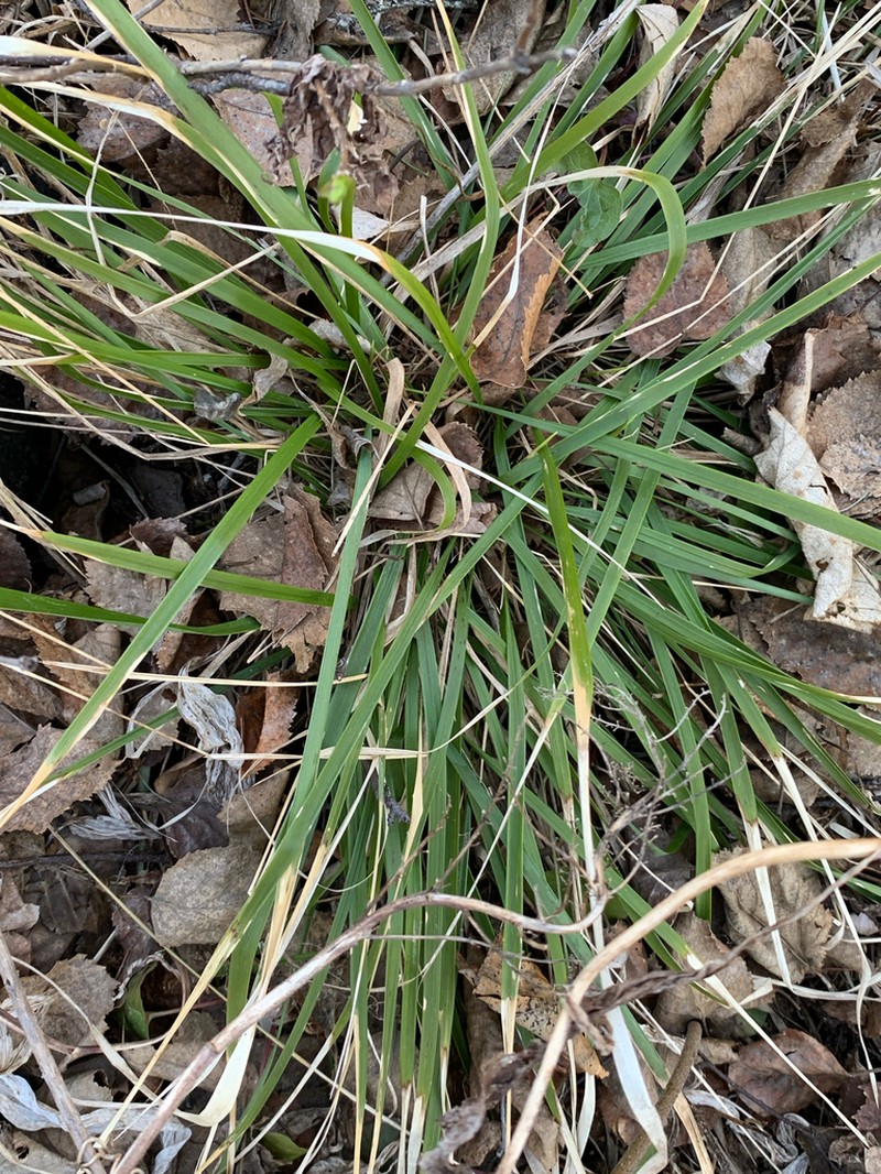 Roughleaf Ricegrass photo 4