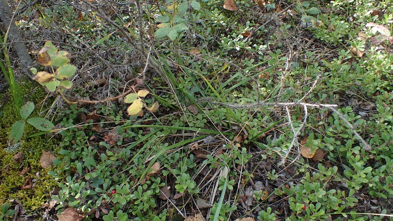 Roughleaf Ricegrass photo 5