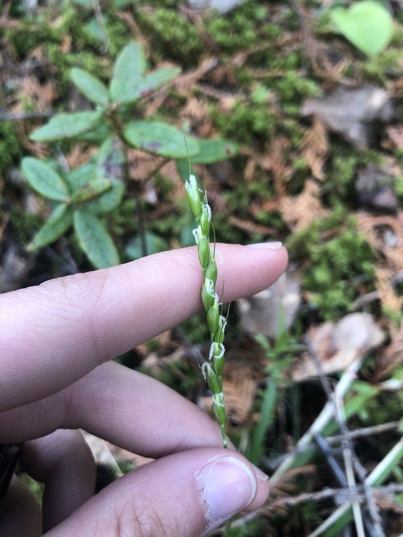 Roughleaf Ricegrass photo 6