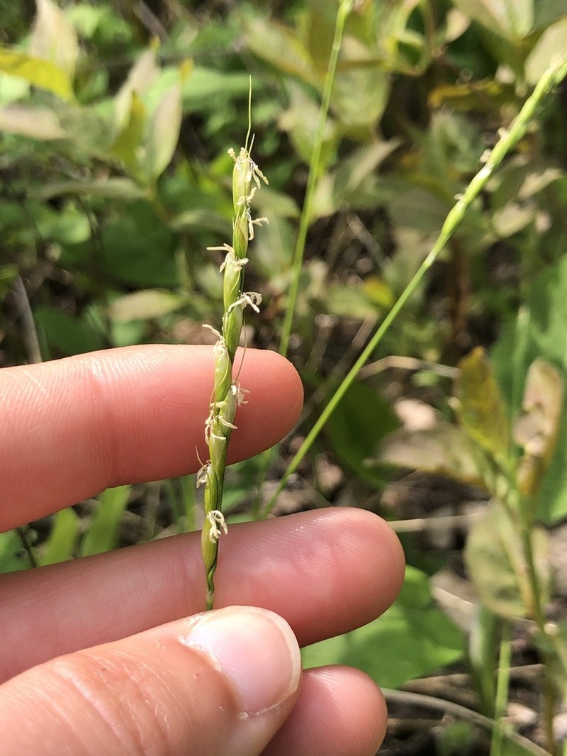 Roughleaf Ricegrass photo 7
