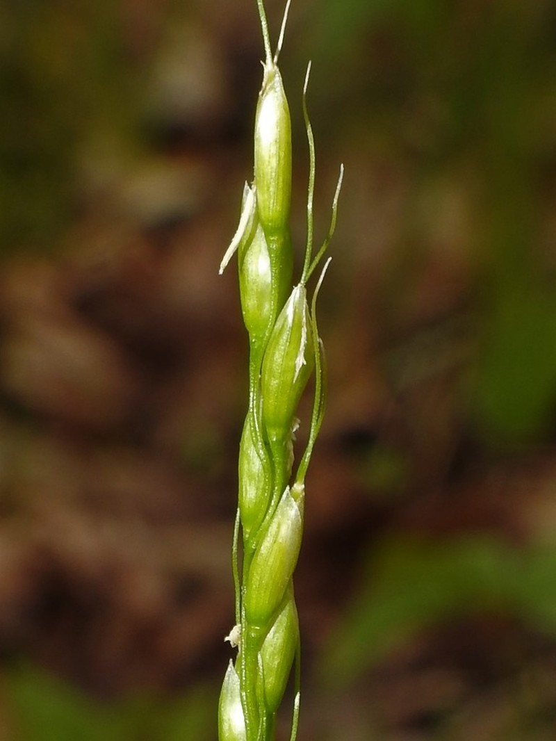Roughleaf Ricegrass photo 8