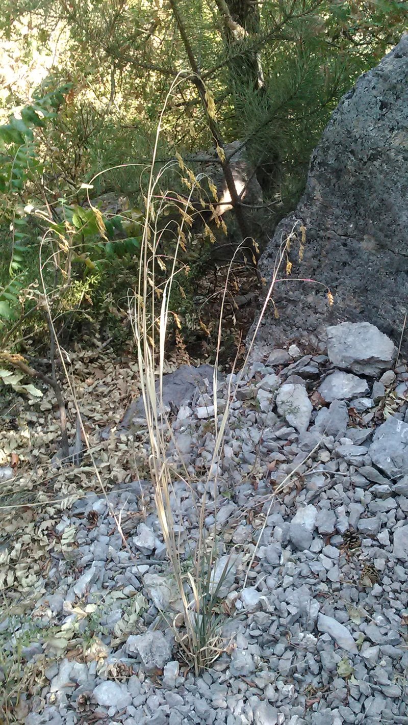 Ricegrass