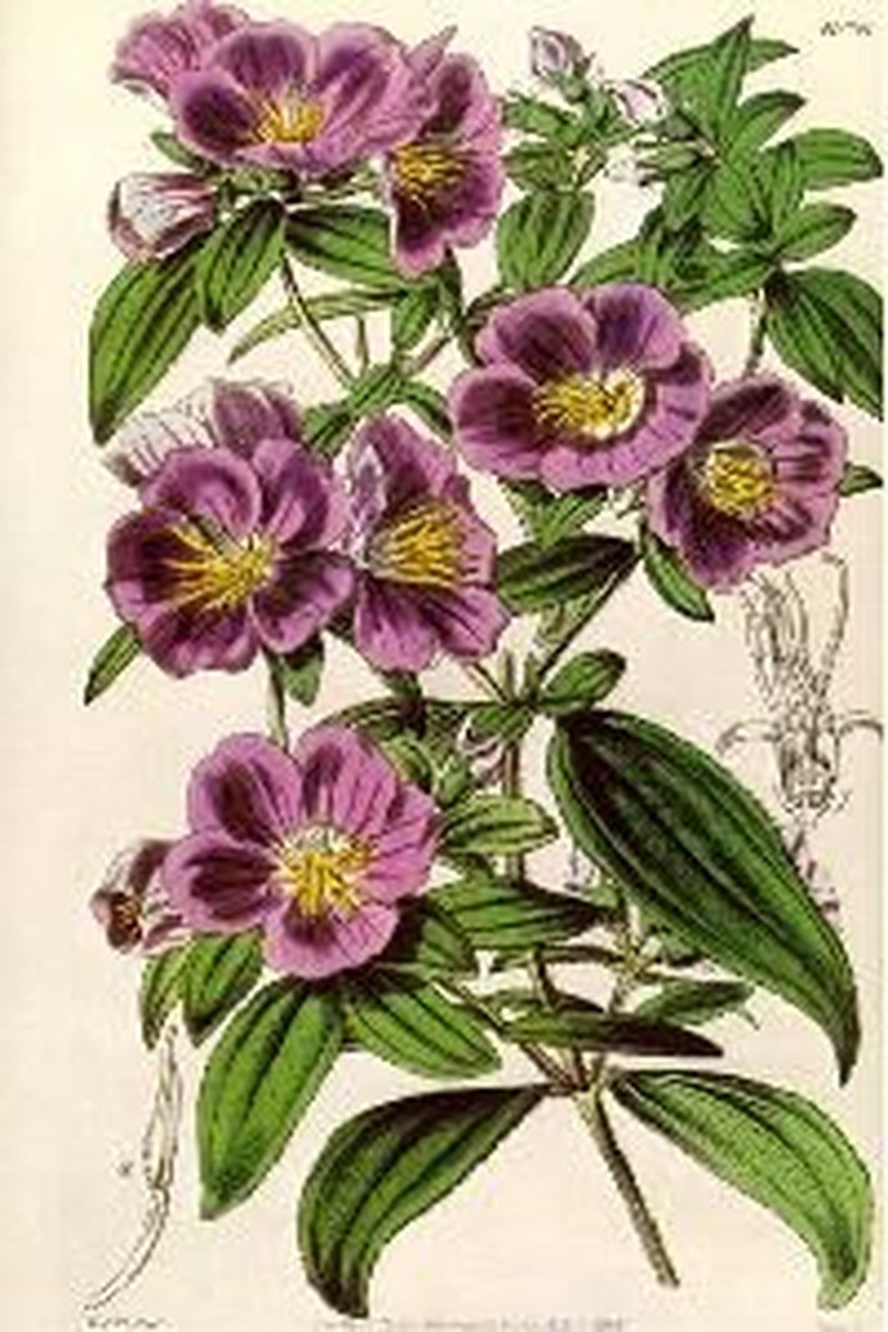 Osbeckia chinensis var. chinensis