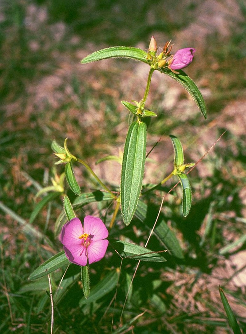 Osbeckia chinensis var. chinensis photo 2