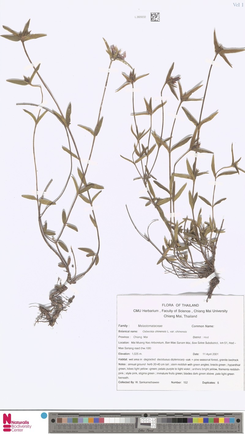Osbeckia chinensis var. chinensis photo 3
