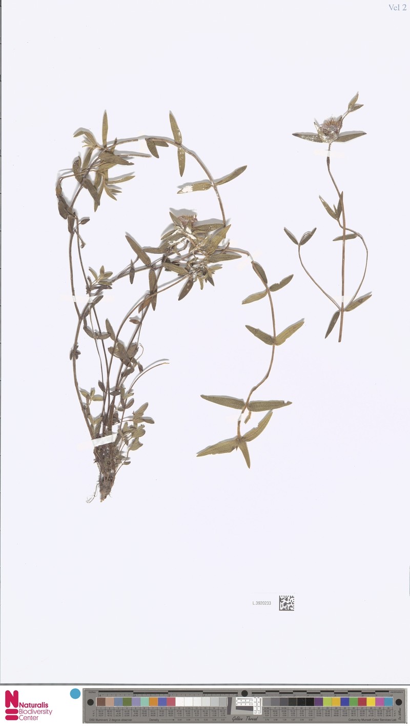 Osbeckia chinensis var. chinensis photo 4