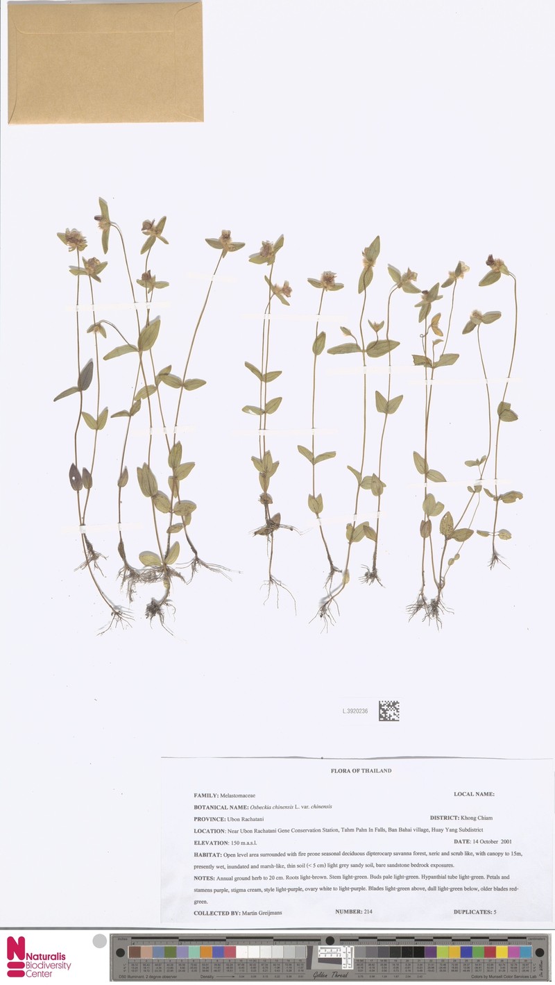 Osbeckia chinensis var. chinensis photo 5