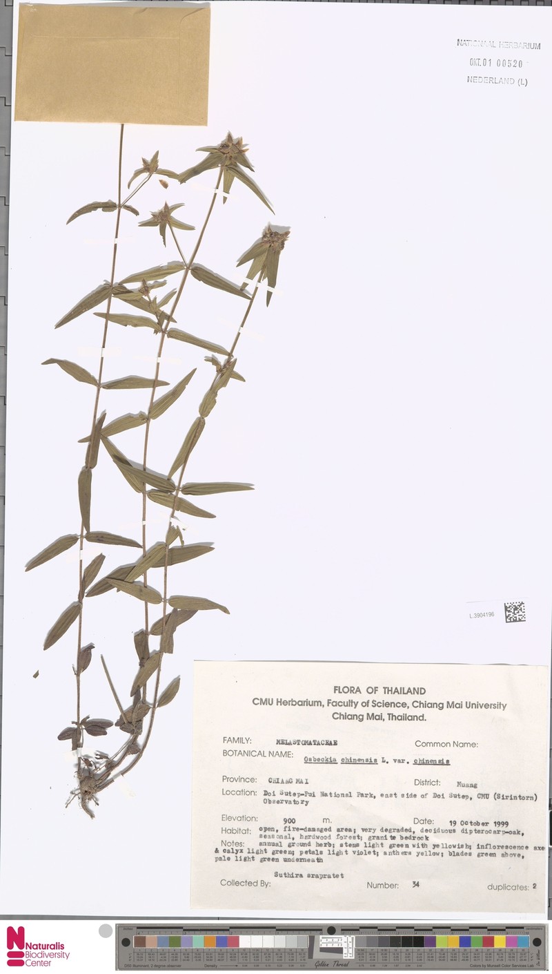 Osbeckia chinensis var. chinensis photo 6