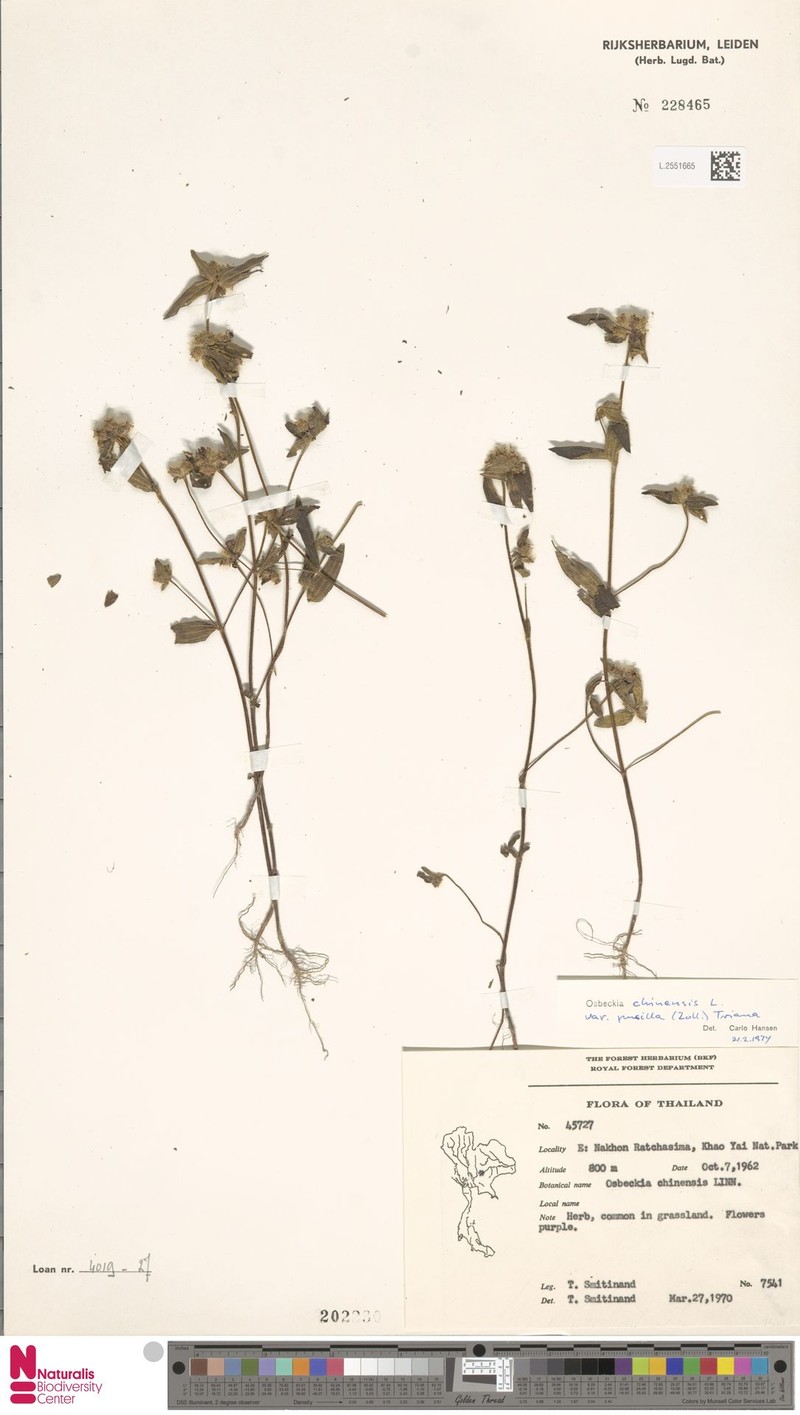 Osbeckia chinensis var. pusilla