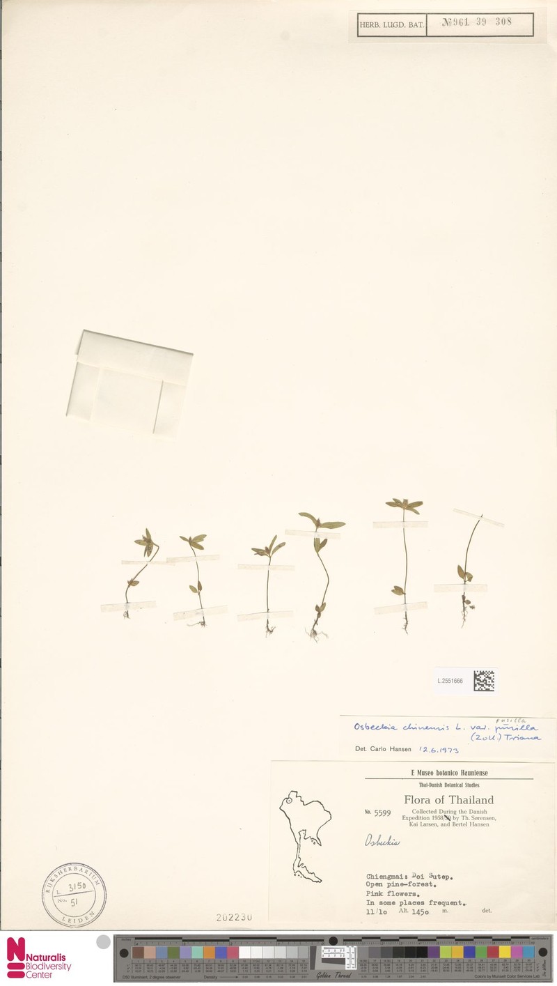 Osbeckia chinensis var. pusilla photo 2