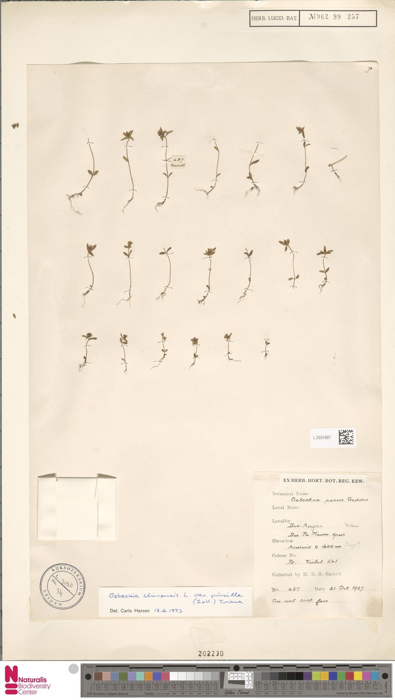 Osbeckia chinensis var. pusilla photo 3