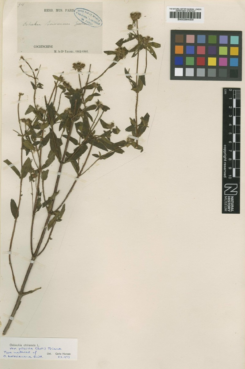Osbeckia chinensis var. pusilla photo 4