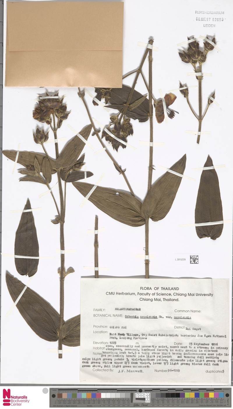 Osbeckia nepalensis var. nepalensis