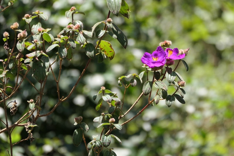 Osbeckia wightiana photo 2