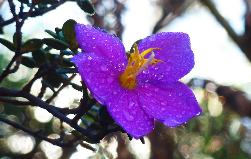 Osbeckia wightiana photo 3