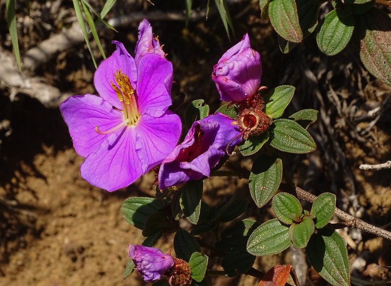 Osbeckia wightiana photo 4