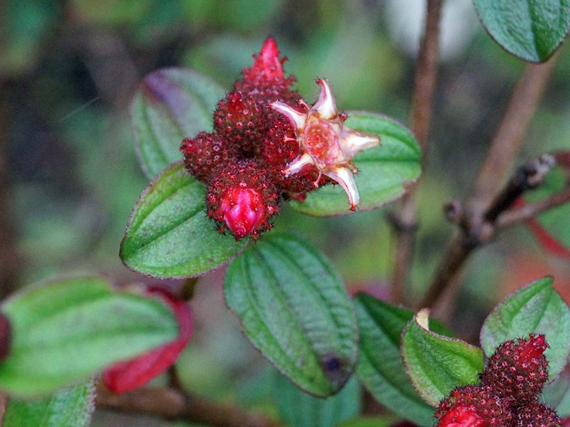 Osbeckia wightiana photo 5